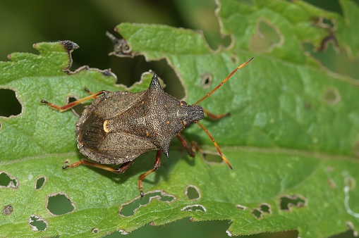 Natural closeup on the brown spiny or spiked shieldbug Picromerus bidens sitting on a green leaf