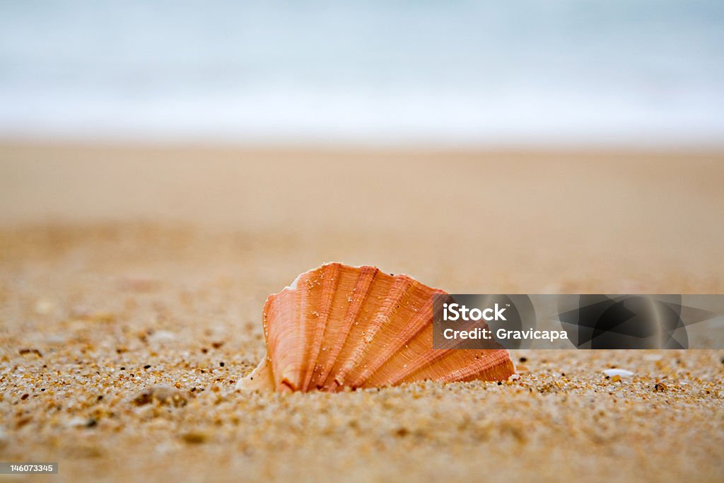 Muschel im sand - Lizenzfrei Am Rand Stock-Foto