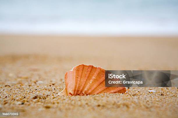 Muschel Im Sand Stockfoto und mehr Bilder von Am Rand - Am Rand, Blau, Einfachheit