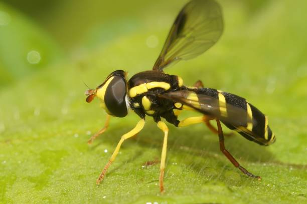 istock Closeup on the superb ant-hill hovervfly, Xanthogramma pedissequum, sitting on a green leaf 1460733458