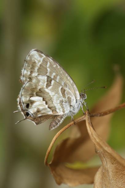 istock Natural closeup on the Mediterranean Geranium bronze butterfly, Cacyreus marshalli on a leaf 1460733463