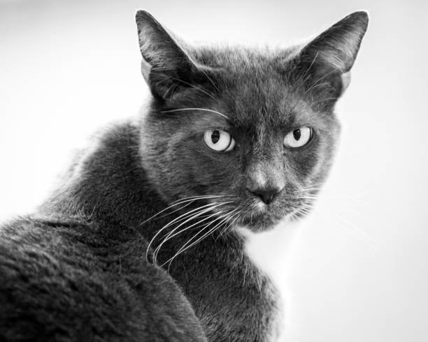 istock Grayscale shot of a cat 1460733499