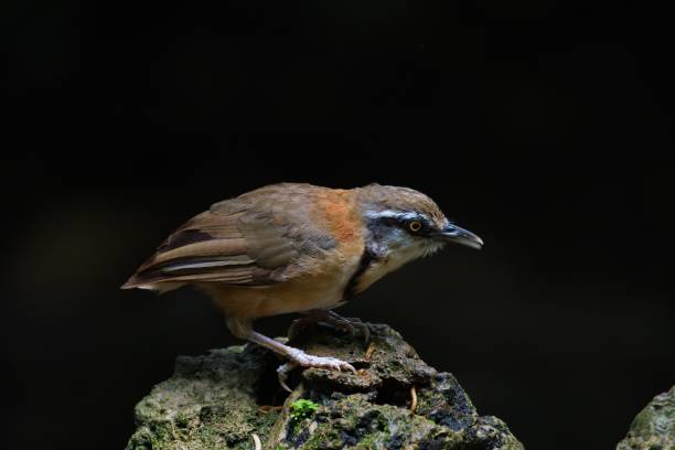 istock cute and beautiful rainforest birds of Thailand 1460733521