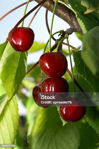 Ciliegio Dolce - Fotografie stock e altre immagini di Abbondanza - Abbondanza, Albero, Alimentazione sana