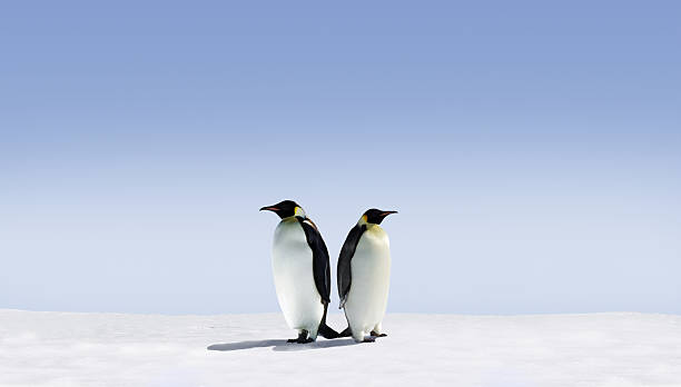istock Two penguins standing back to back on a field of snow 146073439