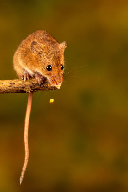 istock Vertical closeup of the Eurasian harvest mouse. 1460734427