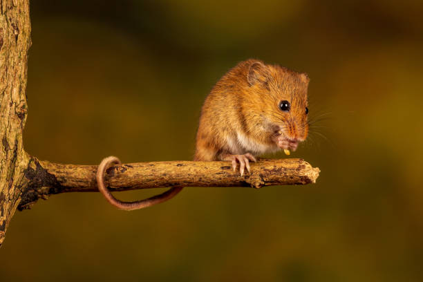 istock Closeup of the Eurasian harvest mouse. 1460734436