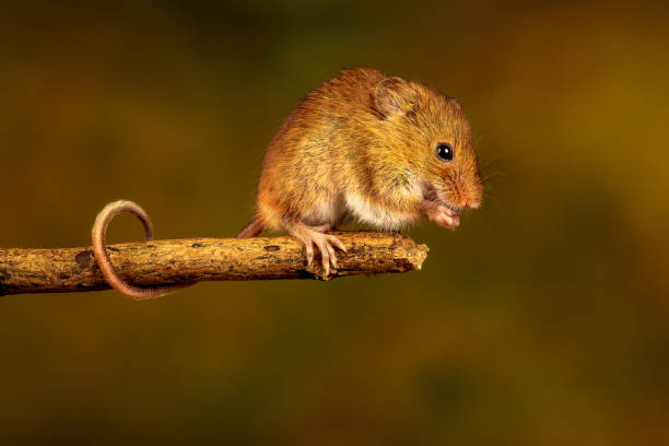 istock Closeup of the Eurasian harvest mouse. 1460734442