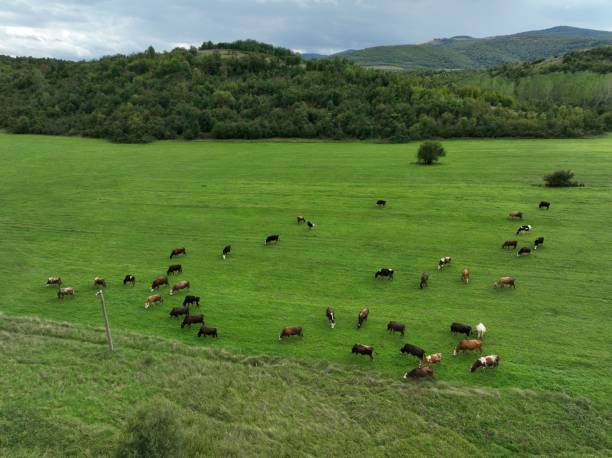 istock Aerial shot of grazing cows 1460734448