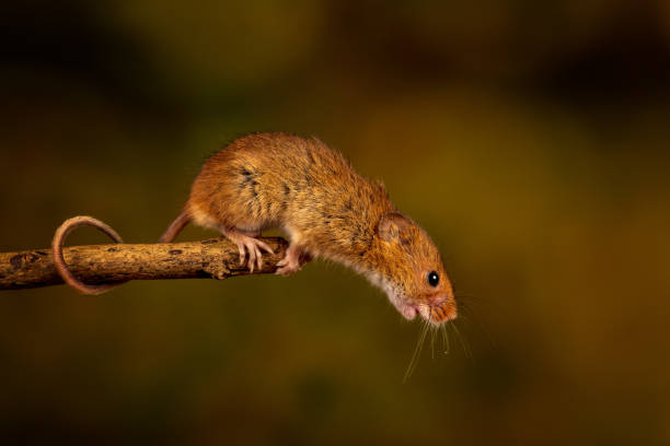 istock Closeup of the Eurasian harvest mouse. 1460734457
