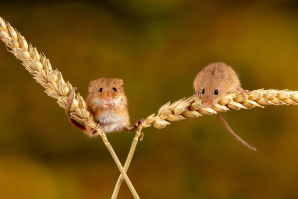 istock Closeup of the Eurasian harvest mice. 1460734477