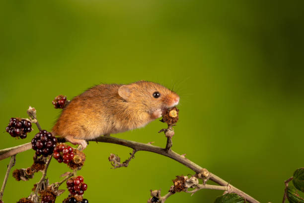 istock Closeup of the Eurasian harvest mouse. 1460734497