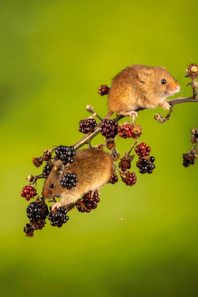 istock Vertical closeup of the Eurasian harvest mice. 1460734500