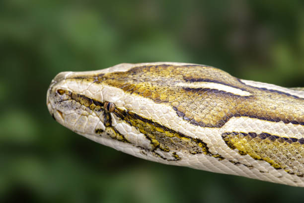 20+ Burmese Python Florida Stock Photos, Pictures & Royalty-Free Images ...