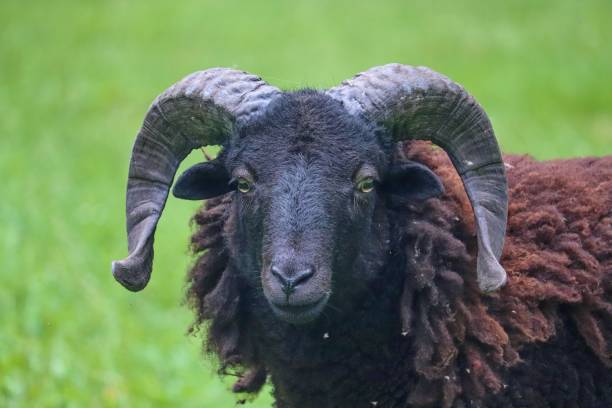 istock The ram with big curly horns 1460734894