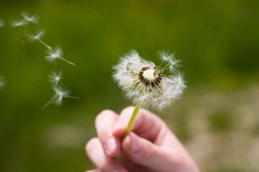 Young woman blows on a dandelion on a beautiful spring day.