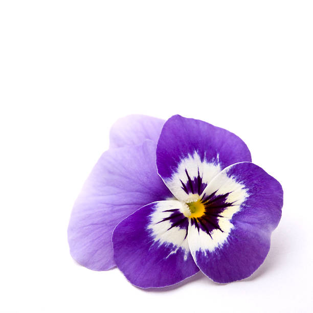 Blue Pansy (Viola x wittrockiana) stock photo