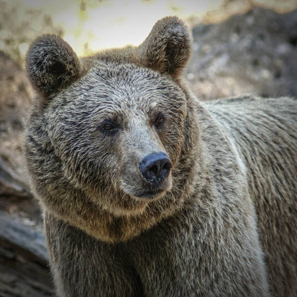 istock Portrait of a brown bear 1460735207