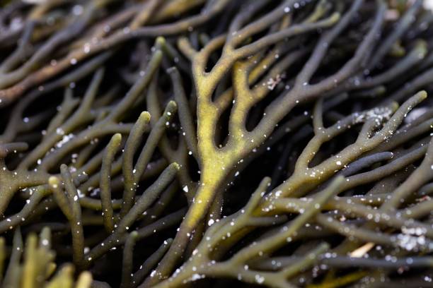 istock Closeup shot of corals in a reef 1460735360
