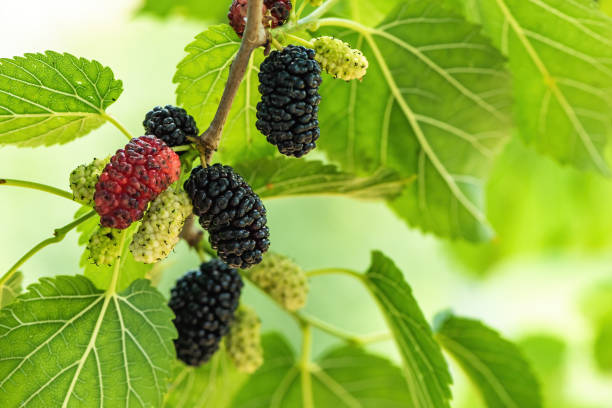 istock Ripe mulberry fruit on the branch in organic orchard 1460735533