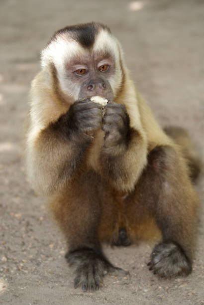 istock Vertical shot of a wild Capuchin monkey on the ground eating something 1460735562