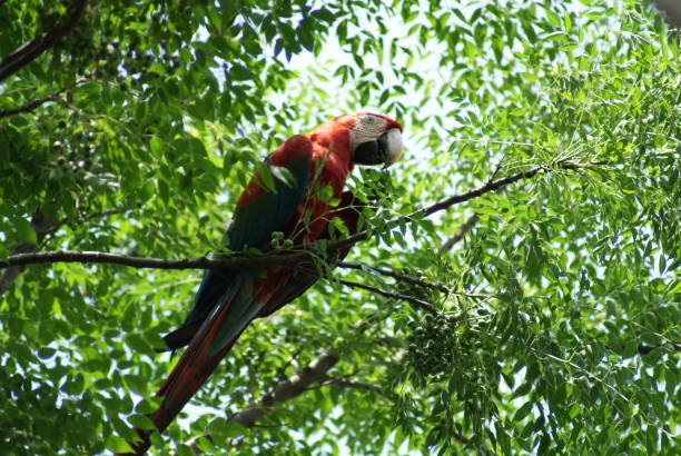 istock Low angle shot of a parrot on a tree in a forest in Brazil 1460735663