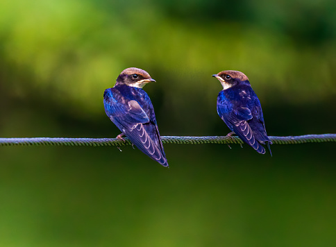 A Wire Tail Swallow Juveniles resting on a wire against a green background