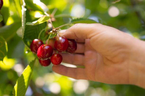 istock Closeup of human hand picking cherries 1460736113