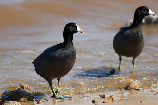 Closeup of two coots walking near the shore.