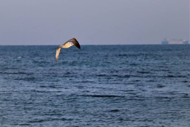 istock Seagull flying over a coast on a sunny day 1460736490