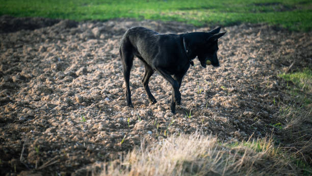 istock View of black belgian shepherd standing on the ground 1460736612