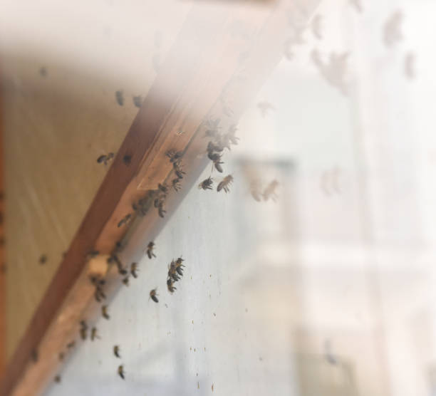 istock Group of fluttering bees perched on glass in a beekeeping exhibit inside the apiary. 1460736675