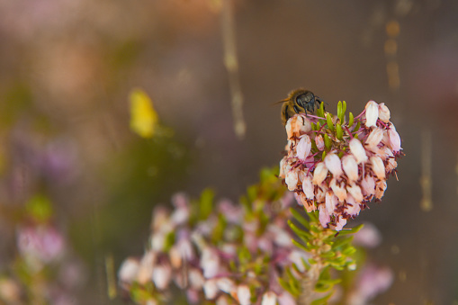 Close-up of a bee perched on a flower with the background of vegetation out of focus. Concept of pollination. Selective focus.