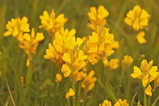 Closeup on the yellow flowers of dyer's greenweed or broom, Genista tinctoria in a grassland