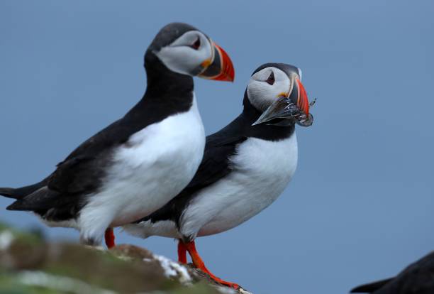 istock Closeup of Atlantic puffins perched on a cliff edge 1460736834