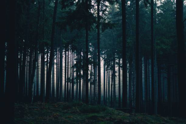 istock Dark forest full of tall trees 1460736850