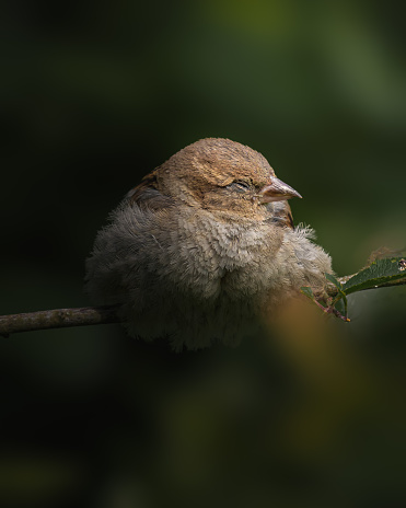 A vertical closeup of a sparrow sitting on the branch.