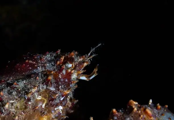 A shrimp in the dark underwater looking to its side with some of its legs up