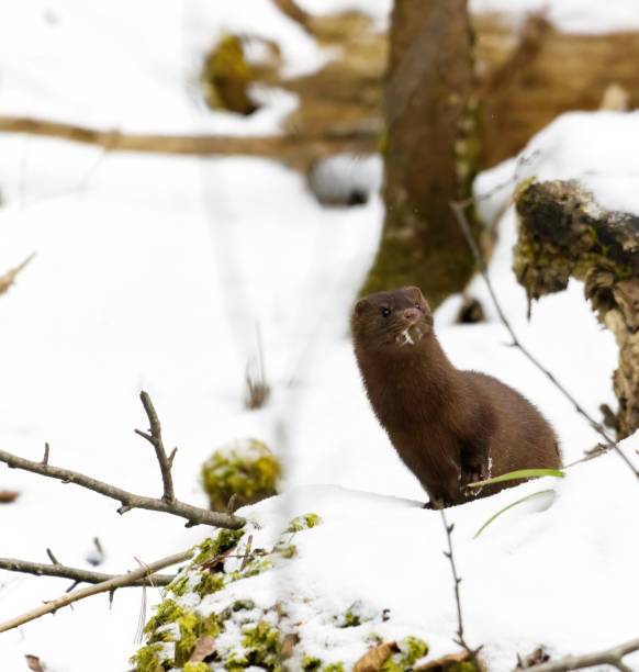 istock Wild mink on a snowy forest during winter 1460737015