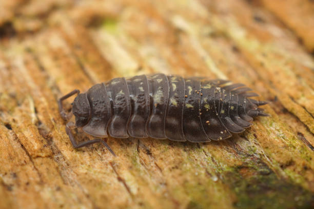 istock Closeup on a Common shiny woodlouse, Osnicus assellus 1460737041