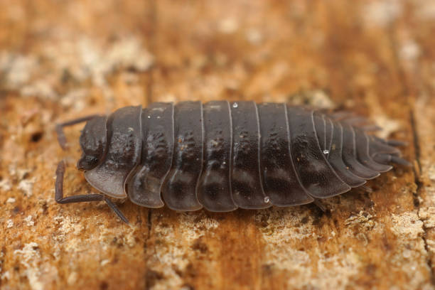 istock Closeup on a Common shiny woodlouse, Osnicus assellus 1460737044