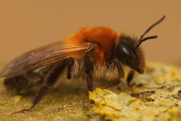 istock Closeup on a colorful  female Grey-patched Mining Bee, Andrena nitida 1460737049