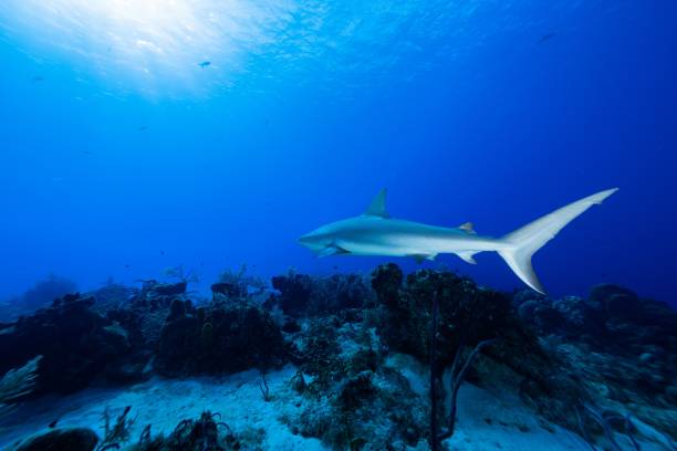 istock Large whitetip shark swims near some reef 1460737213
