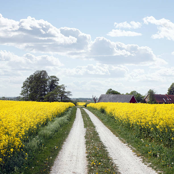 istock yellow field with oil seed rape in early spring 146073783