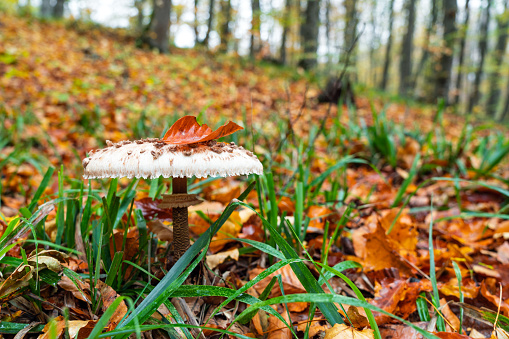 The Shaggy Parasol mushroom in a forest. Chlorophyllum rhacodes