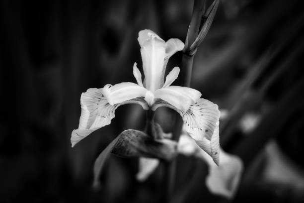 istock Closeup shot of an Iris flower on a blurred background 1460738646