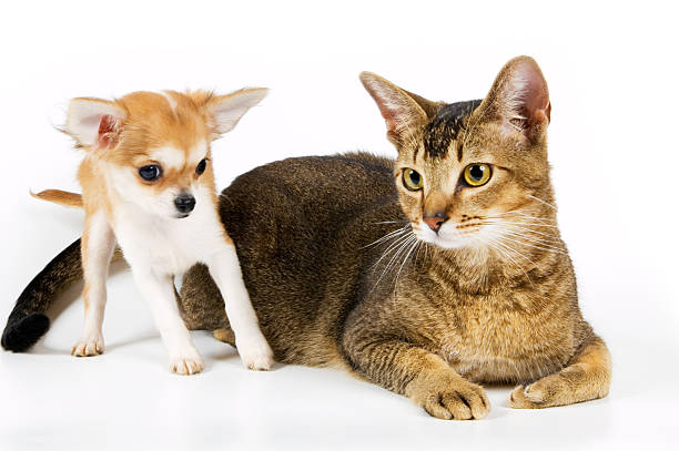 istock The puppy with a cat 146073901
