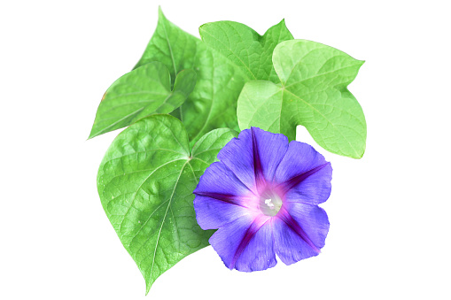 Lilac bindweed with leaves isolated on white background.