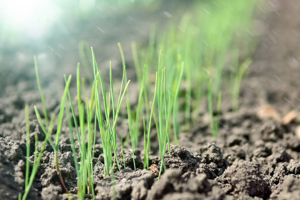 istock Garden bed with young onion, sun and rain. 1460739737