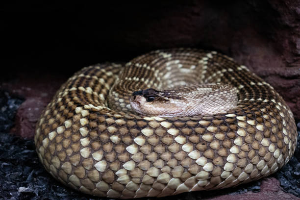 istock Closeup of the rattlesnake skin pattern. 1460739828